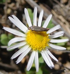 Scythris