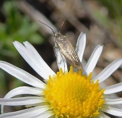 Scythris