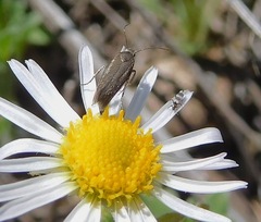Scythris