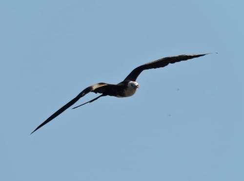 Magnificent Frigatebird