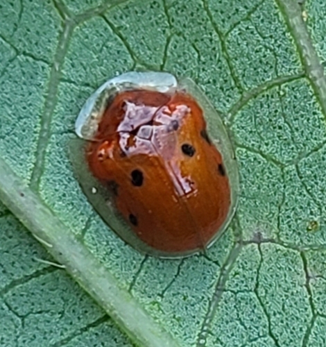 Golden Tortoise Beetle