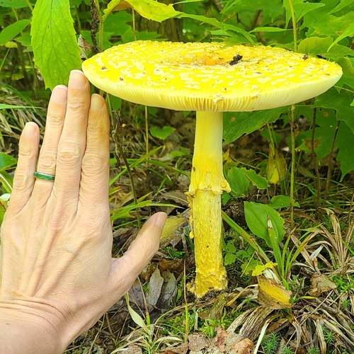 Fly Agaric