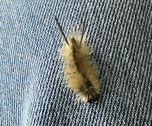 Banded Tussock Moth