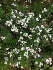 Galium odoratum