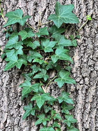 common ivy