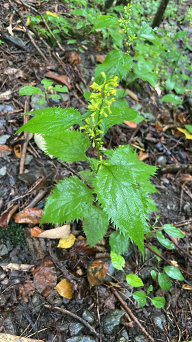 broad-leaved goldenrod