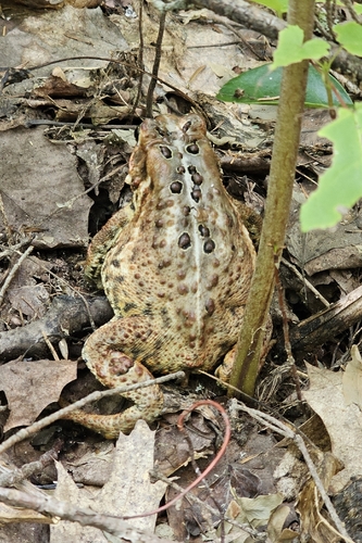 American Toad