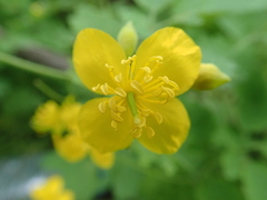 Chelidonium majus