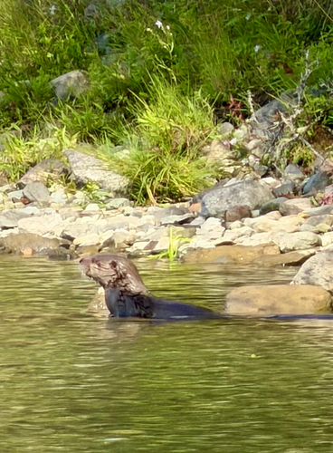 North American River Otter