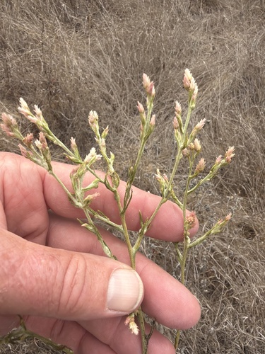 Pseudognaphalium ramosissimum, 2026-09-11