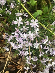Phlox subulata