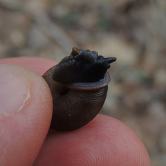 Triodopsis tridentata