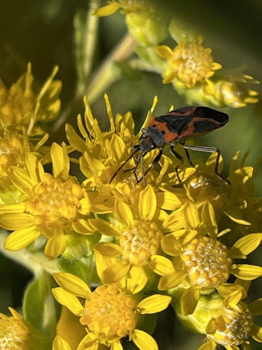 Small Milkweed Bug