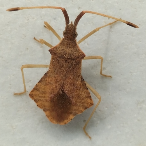 Rhombic Leatherbug