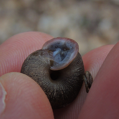 Triodopsis tridentata