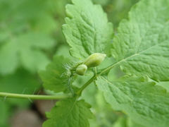 Chelidonium majus