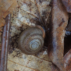 Triodopsis tridentata