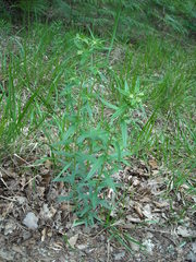Lithospermum officinale