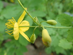 Chelidonium majus