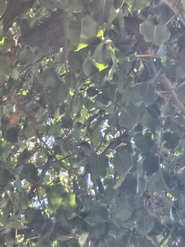 California Scrub-Jay