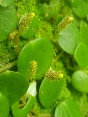 Peperomia serpens