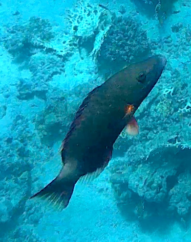bandcheek wrasse