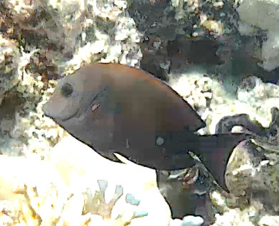Dusky Surgeonfish