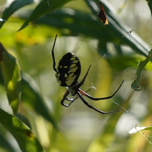 Yellow Garden Spider