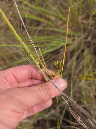 Schweinitz's flatsedge