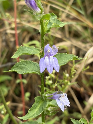 great blue lobelia
