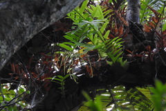 Drynaria meyeniana
