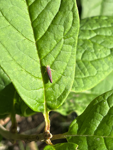 Red-banded Leafhopper