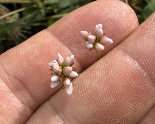 arrow-leaved tearthumb