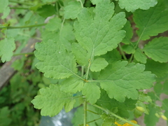 Chelidonium majus