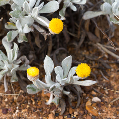 Anemocarpa podolepidium