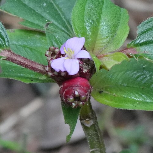 Tristemma mauritianum, photograph 1