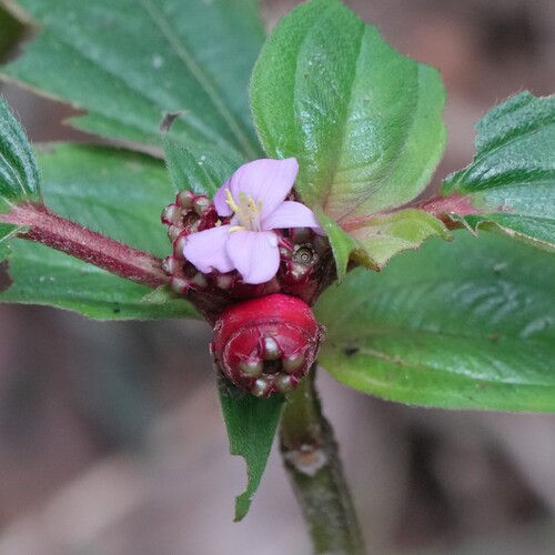 Tristemma mauritianum