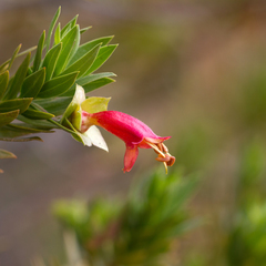 Eremophila duttonii