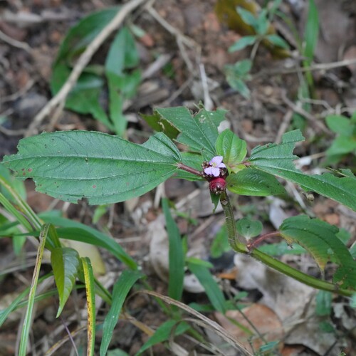 Tristemma mauritianum, photograph 2