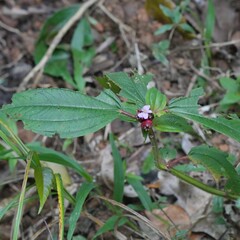 Tristemma mauritianum, photograph author not stated, no rights reserved