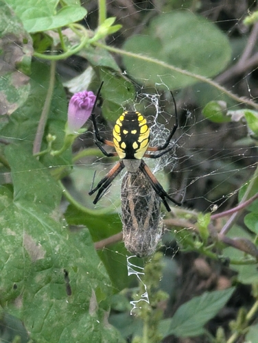 Yellow Garden Spider