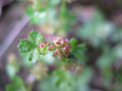 Hydrocotyle callicarpa
