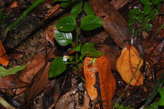 Torenia polygonoides