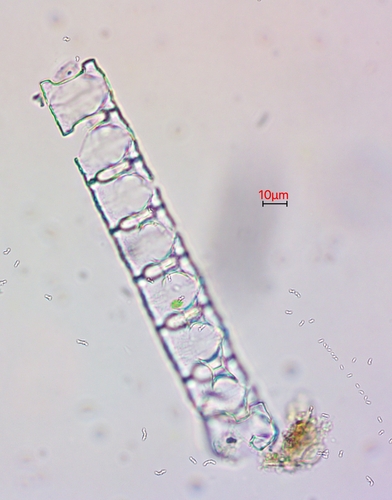 Desmidium baileyi observed 2026-09-11