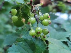 Grossulariaceae