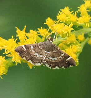 Spotted Beet Webworm Moth