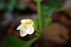 Torenia polygonoides