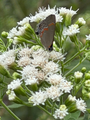 Red-banded Hairstreak