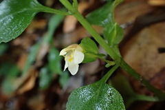 Torenia polygonoides
