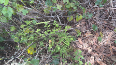 Lygodium japonicum, photograph (c) Mary, some rights reserved (CC BY)